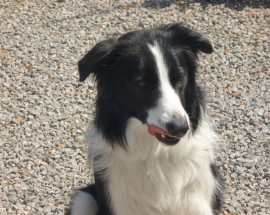 Border Collie 'Curly'