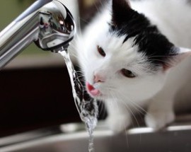 wenn Katzen am Wasserhahn trinken kann es ein Hinweis auf vermehrten Durst sein